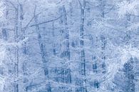 Frozen forest between blue and white von Karla Leeftink Miniaturansicht