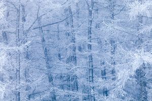 Berijpt bos tussen blauw en wit van Karla Leeftink