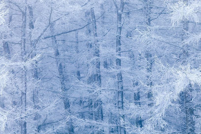 Frozen forest between blue and white von Karla Leeftink