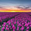 Tulpenfeld im Noordoostpolder von Fotografie Ronald