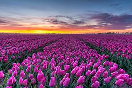 Tulpenfeld im Noordoostpolder von Fotografie Ronald
