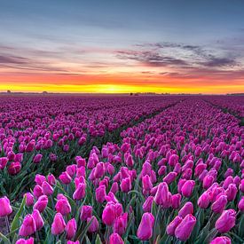 Tulpenfeld im Noordoostpolder von Fotografie Ronald
