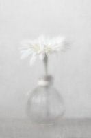 Glass vase with white flower