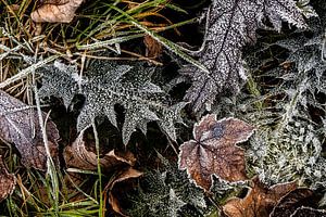 Feuillage d'hiver