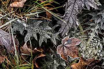 Winter gebladerte van Dieter Walther