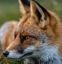 Close-up van een vos in het gras van Michael van der Tas thumbnail