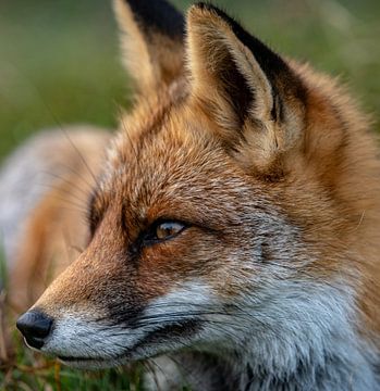 Close-up van een vos in het gras by Michael van der Tas
