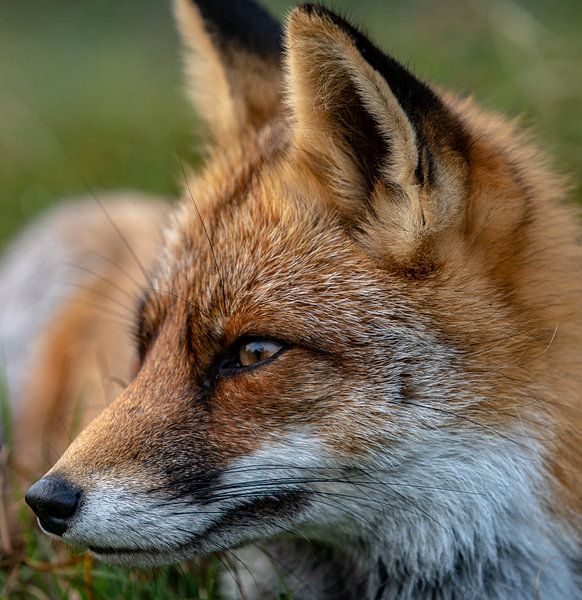 Close-up van een vos in het gras van Michael van der Tas