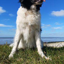 Frisian Stabbyhound von Fleur Ruygh