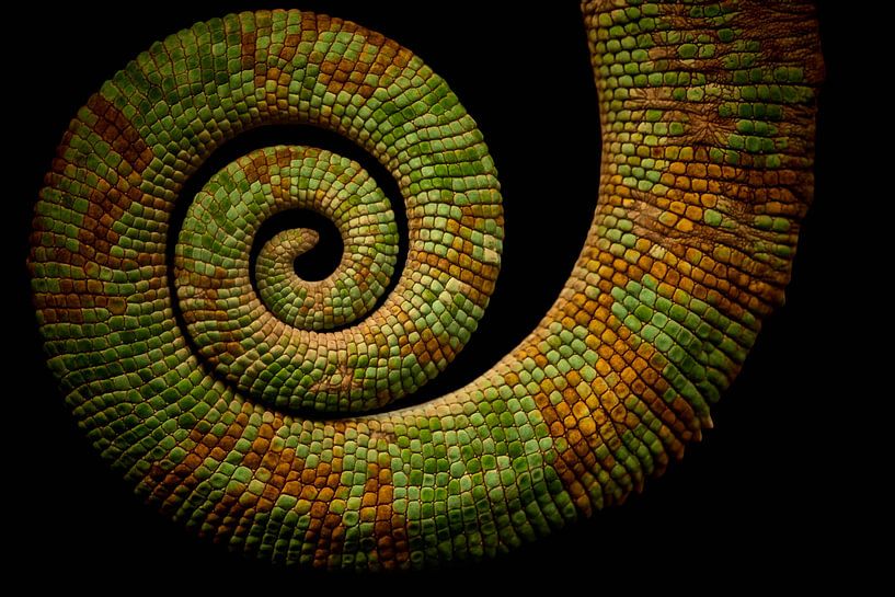 Chameleon tail by Thomas Marx