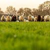 Nieuwschierige schapen in de wei van Marcel Runhart
