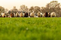 Moutons curieux dans le pré