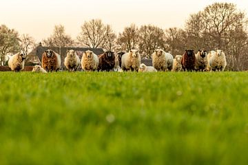 Nieuwschierige schapen in de wei van Marcel Runhart