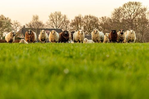 Neugierige Schafe auf der Wiese