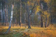 Wunderschönes Morgenlicht in den Wäldern der Kampina. von Jos Pannekoek Miniaturansicht