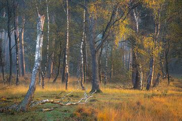 Belle lumière matinale dans les bois du Kampina. sur Jos Pannekoek