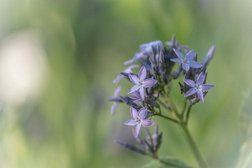 purple stars