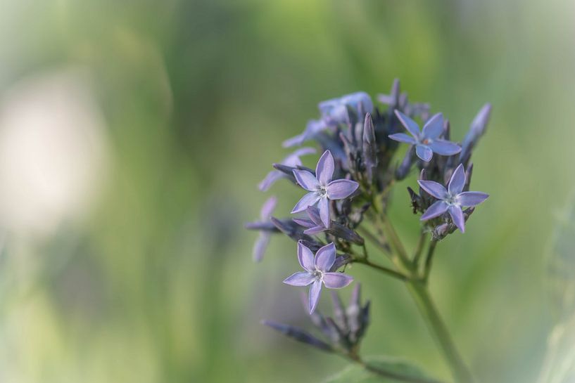 purple stars by Tania Perneel