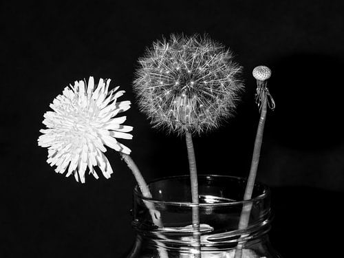 Leben schwarz und weiß