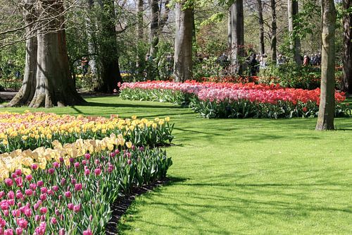 Die Farbenpracht des niederländischen Keukenhofs.