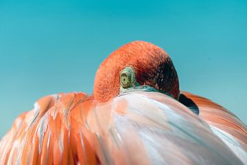 Flamingo sur Humphry Jacobs