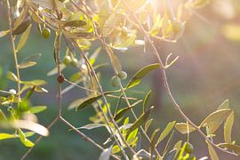 Im Olivenhain bei San Quirico d'Orcia in der Toskana (II) von André Blom Fotografie Utrecht