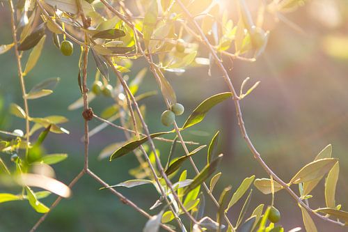 In de olijfgaard bij San Quirico d'Orcia in Toscane (II)