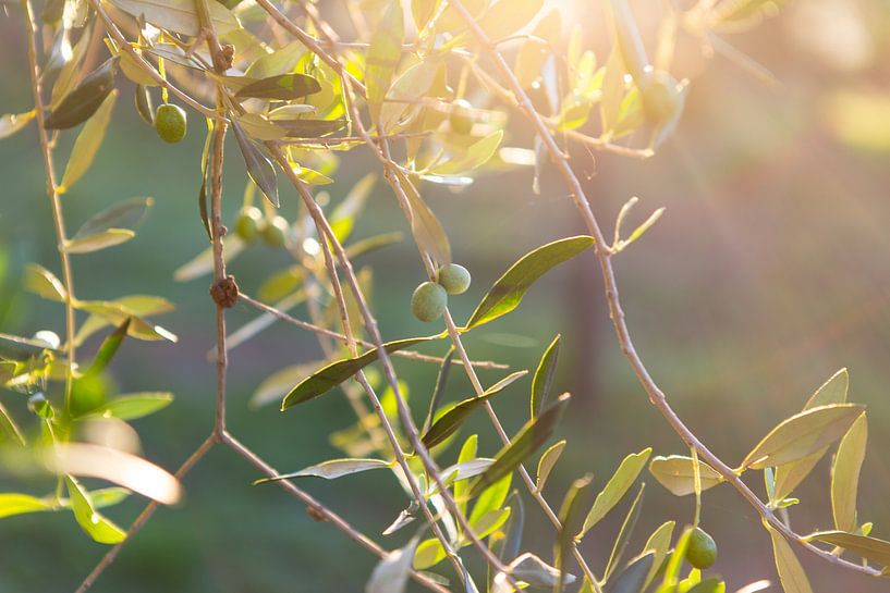 In the olive grove near San Quirico d&#039;Orcia in Tuscany (II) by André Blom Fotografie Utrecht