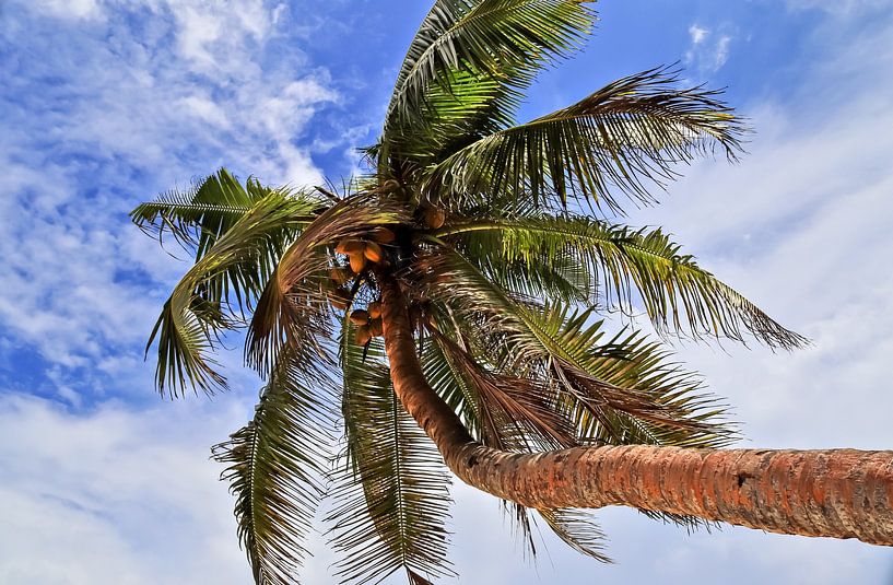 Palmier tropical devant le ciel d'été par MPfoto71