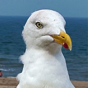 Gros plan sur une mouette sur Barbara Mac Intosch