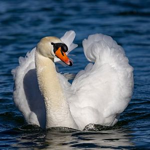 Schwan