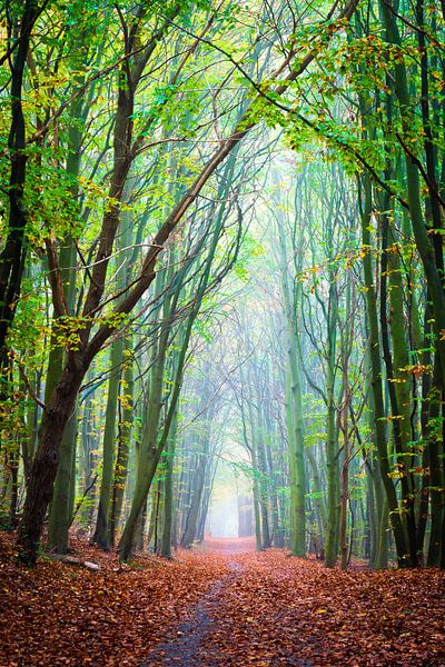 Forest path in autumn by Martin Wasilewski