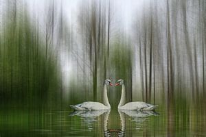 Schwanensee - Liebe im Frühling