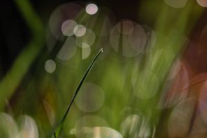 le goutte-à-goutte sur Tania Perneel