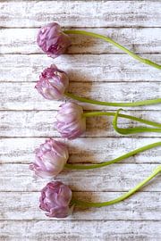 Tulpen von Thomas Jäger