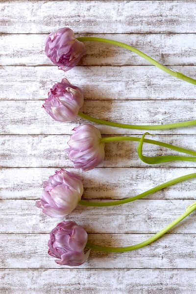 Tulpen von Thomas Jäger