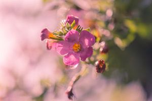 frühling von Tania Perneel