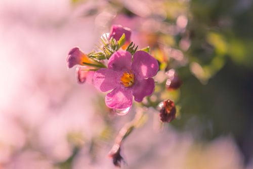 lente