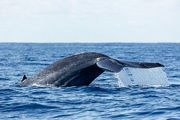 Walvisstaart in Sri Lanka van Gijs de Kruijf