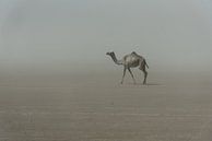 Eenzame kameel in de woestijn in Afrika | Ethiopië van Photolovers reisfotografie thumbnail