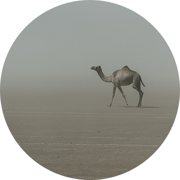 Eenzame kameel in de woestijn in Afrika | Ethiopië van Photolovers reisfotografie