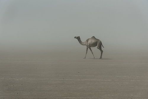 Eenzame kameel in de woestijn in Afrika | Ethiopië