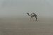 Einsames Kamel in der Wüste in Afrika | Äthiopien von Photolovers reisfotografie