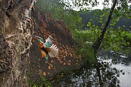 Eisvogel im Flug nahe seiner Nistmauer von Jeroen Stel