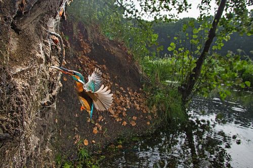 IJsogel in vlucht nabij zijn nestwand