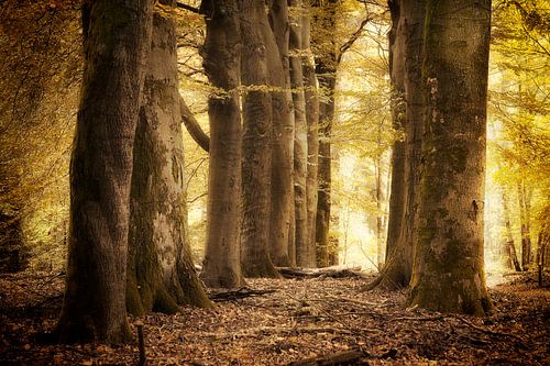 Meeting Of The Minds