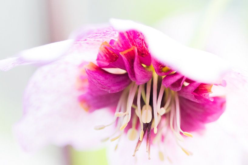 Rosa Hängeblume von Eveline Eijlander