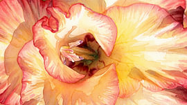 Nahaufnahme einer Blume