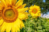 Stralende zonnebloemen. van Ron van der Stappen thumbnail