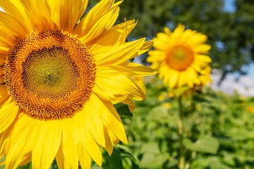 Stralende zonnebloemen.